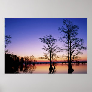 Póster Cipreses calvos silueteados al atardecer,