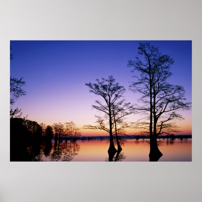 Póster Cipreses calvos silueteados al atardecer, (Frente)