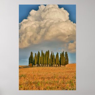 Póster Cipreses rurales de Toscana