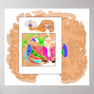 Póster Circuitos de la Ganglia Basal Parte de la Gráfico