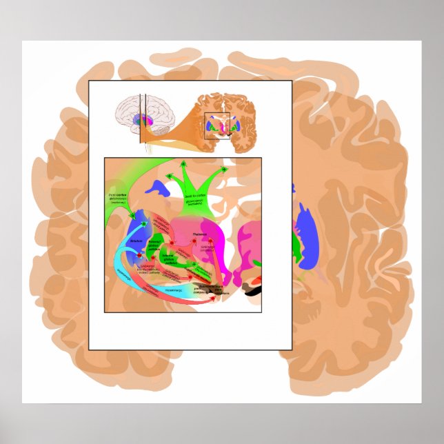 Póster Circuitos de la Ganglia Basal Parte de la Gráfico  (Frente)