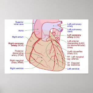 Póster Circulación de arterias coronarias Diagrama del co