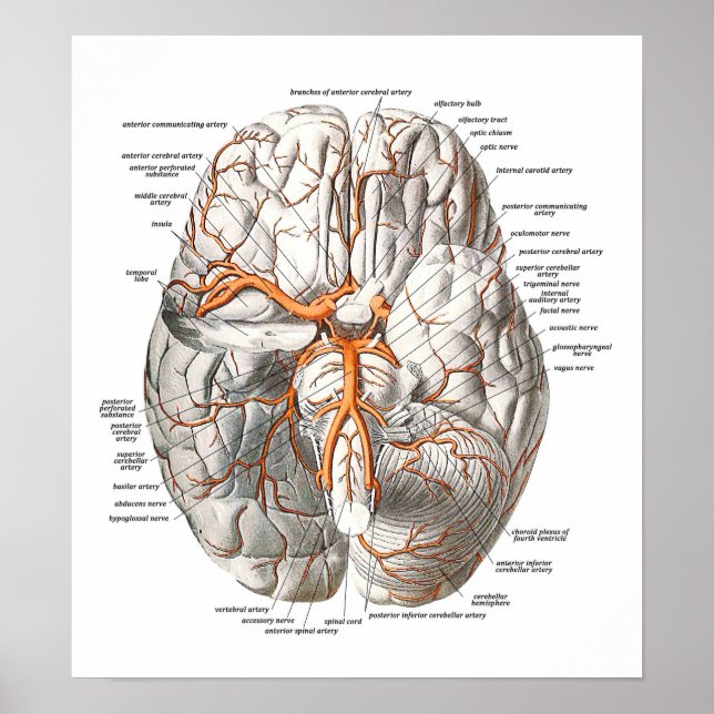 Póster Circulación del cerebro (Frente)
