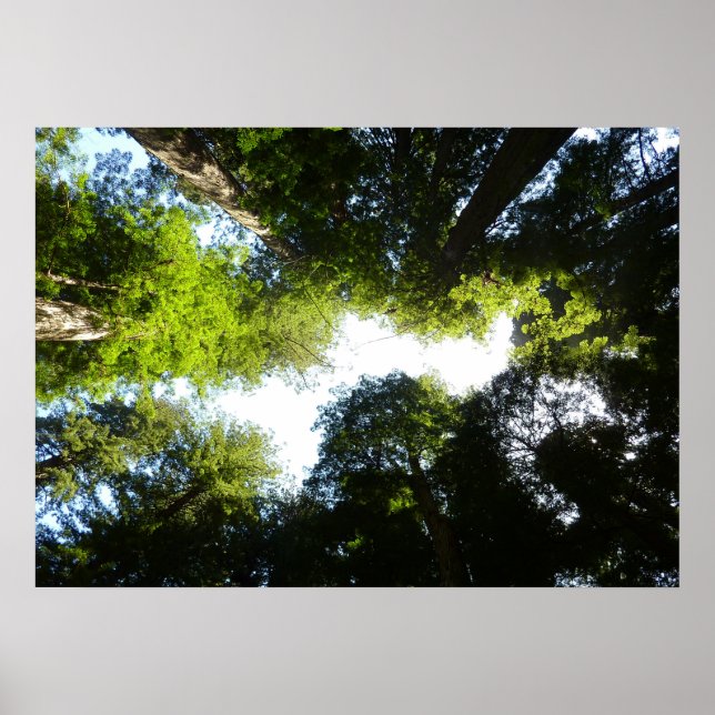 Póster Círculo de árboles de secoya en el Parque Nacional (Frente)