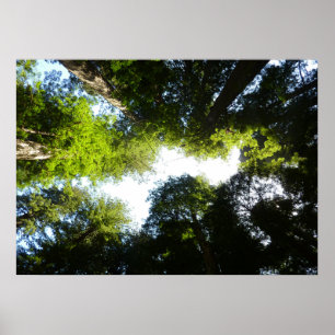 Póster Círculo de árboles secuoya en el Parque Nacional R