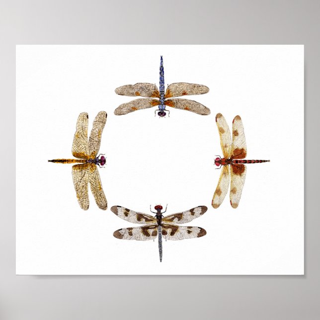 Póster Círculo de Dragonflies Poster III (Frente)