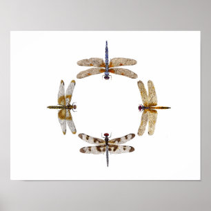 Póster Círculo De Dragonflies Poster III