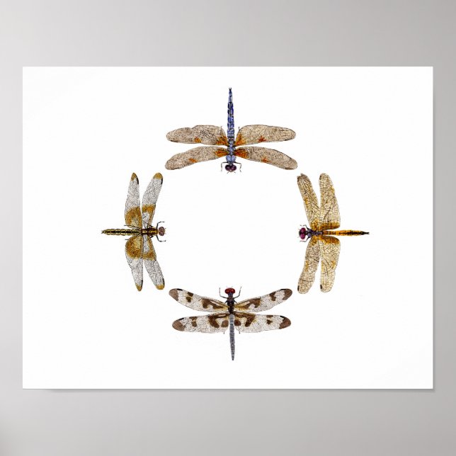 Póster Círculo De Dragonflies Poster III (Frente)