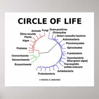 Póster Círculo De Vida (Árbol Fitogenético Circular)