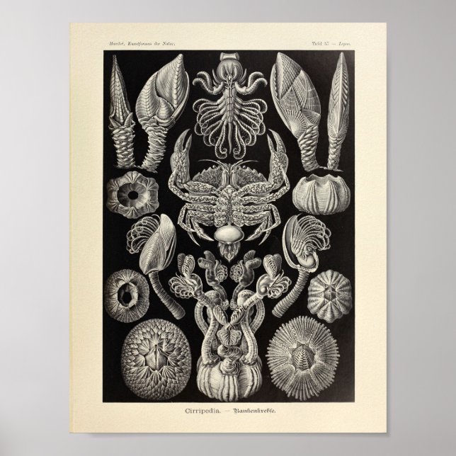 Póster Cirripedia Vintage Ernst Haeckel Art Print (Frente)