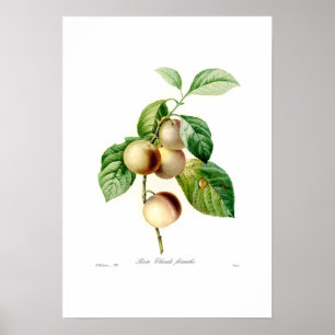 Póster Ciruela