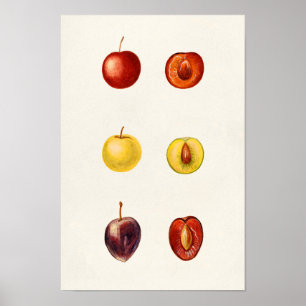 Póster Ciruela de cerezo (Prunus Cerasifera var. Divarica