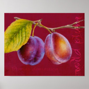 Póster Ciruela silvestre - cartel de Prunus domestica (ro