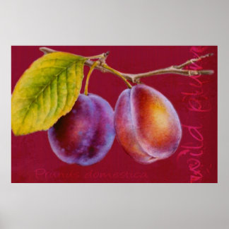 Póster Ciruela silvestre - Prunus domestica poster (rojo 