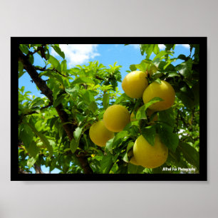 Póster Ciruelas Amarillas Cielo Azul