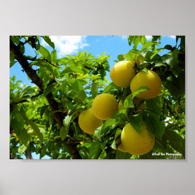 Póster Ciruelas Amarillas Cielo Azul (Frente)