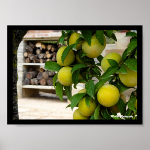 Póster Ciruelas Amarillas Madera Rústica