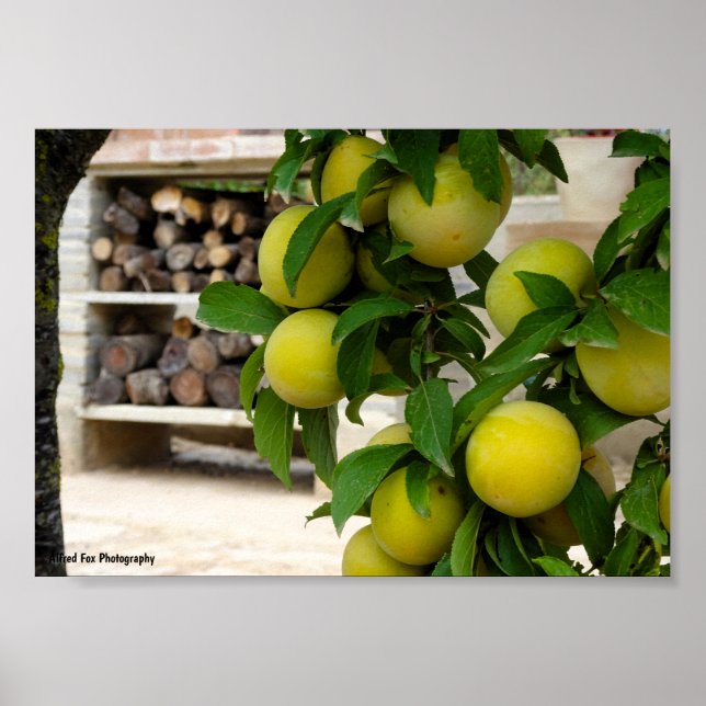 Póster Ciruelas Amarillas Madera Rústica (Frente)