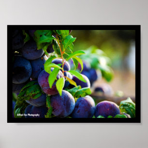 Póster Ciruelas Moradas en el Árbol