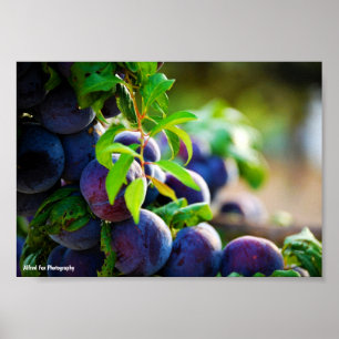 Póster Ciruelas Moradas en el Árbol