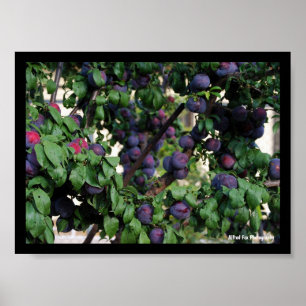 Póster Ciruelas Moradas Entre las Hojas