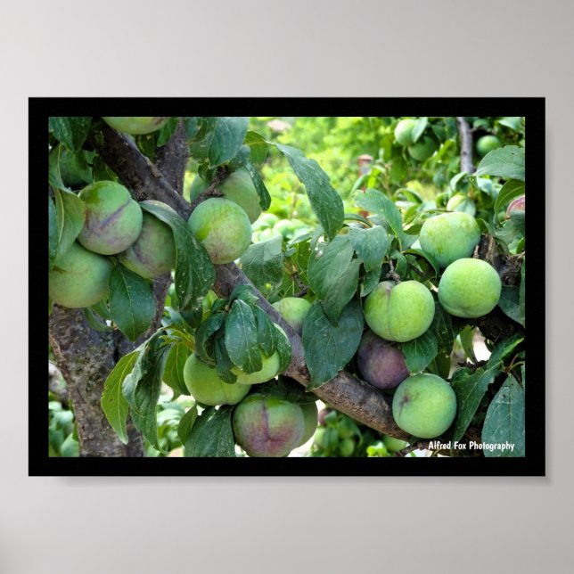 Póster Ciruelas Moradas sin Madurar (Frente)