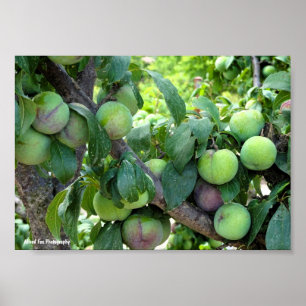 Póster Ciruelas Moradas sin Madurar