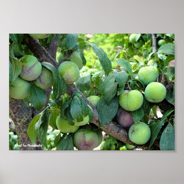 Póster Ciruelas Moradas sin Madurar (Frente)