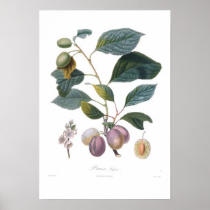 Póster Ciruelo, bifera de la pasa