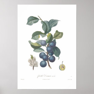 Póster Ciruelo, Damas pequeno noir