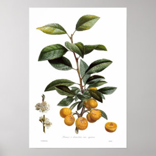 Póster Ciruelo del mirabel (syriaca de las variedades del