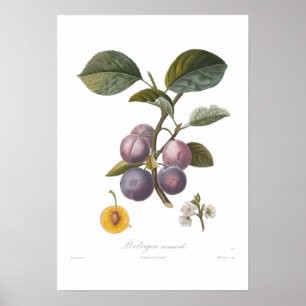 Póster Ciruelo, normand de Perdrigon