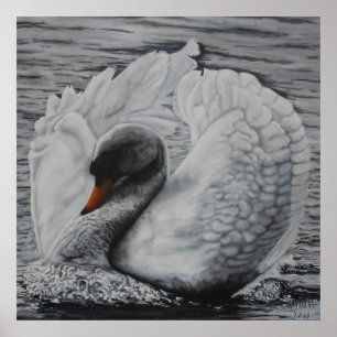 Póster Cisne