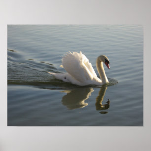 Póster Cisne