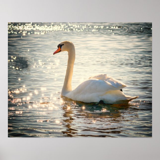 Póster Cisne (Frente)