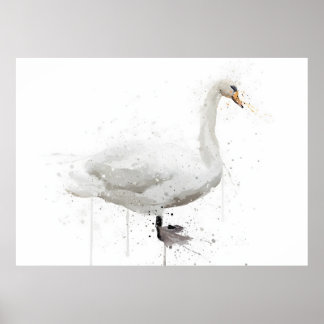 Póster Cisne