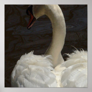 Póster Cisne