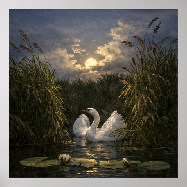 Póster Cisne a la luz de la luna (Frente)