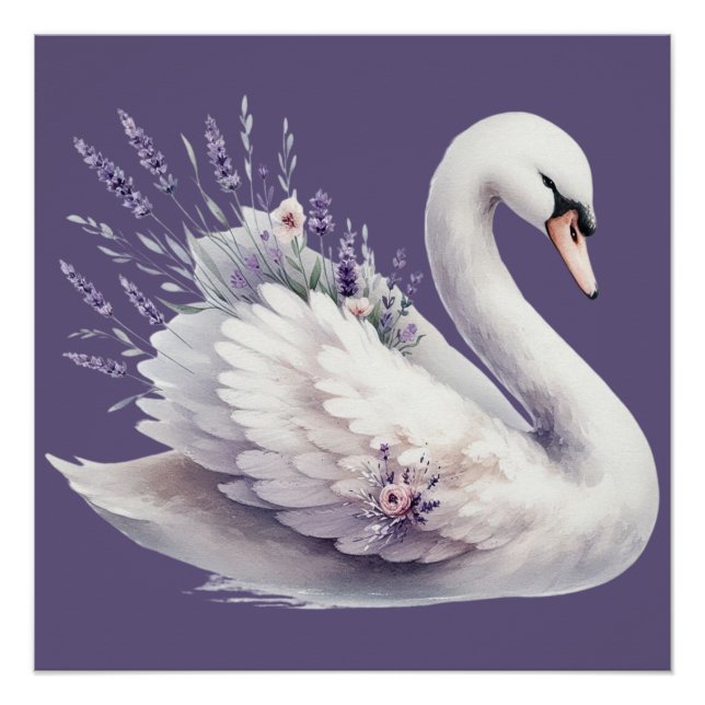 Póster Cisne acuático con Florencia Lavender (Anverso)