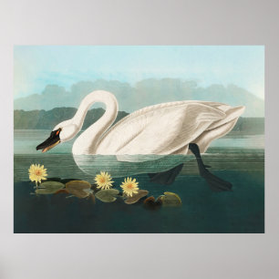 Póster cisne audubon ave blanca cisnes de agua