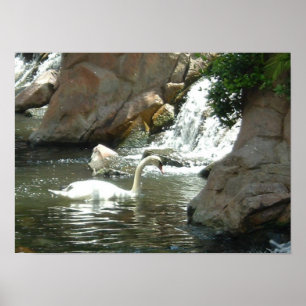 Póster Cisne blanco