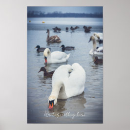 Póster Cisne blanco