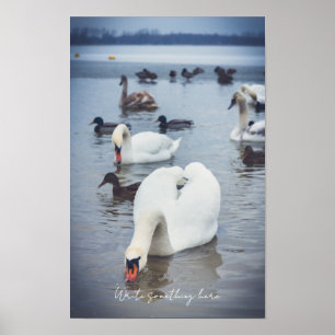 Póster Cisne blanco