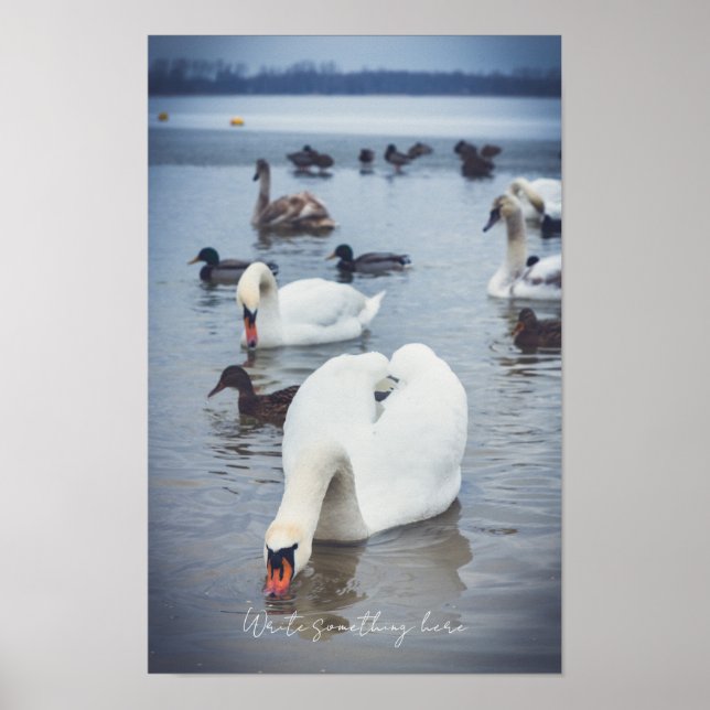 Póster Cisne blanco  (Frente)