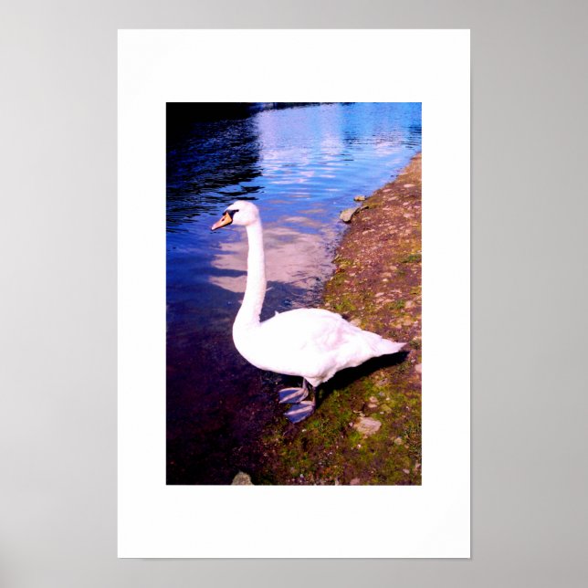 Póster Cisne blanco (Frente)