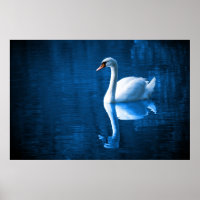 cisne blanco bonito flotando en un lago azul