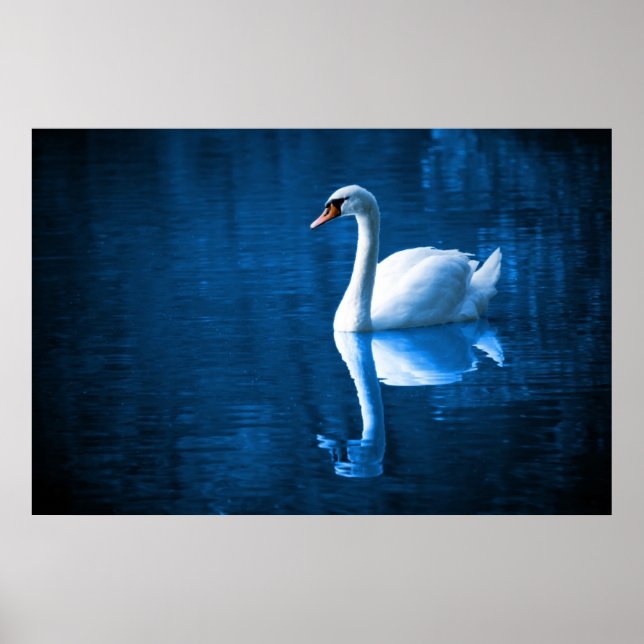 Póster cisne blanco bonito flotando en un lago azul (Frente)