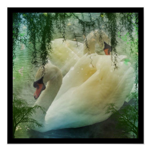 Póster Cisne blanco de cisnes de primavera romántica (Anverso)