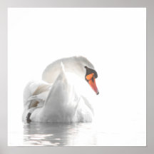 Cisne Blanco en Agua Brumosa – Fotografía Minimali