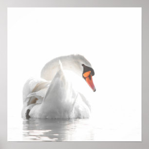 Póster Cisne Blanco en Agua Brumosa – Fotografía Minimali